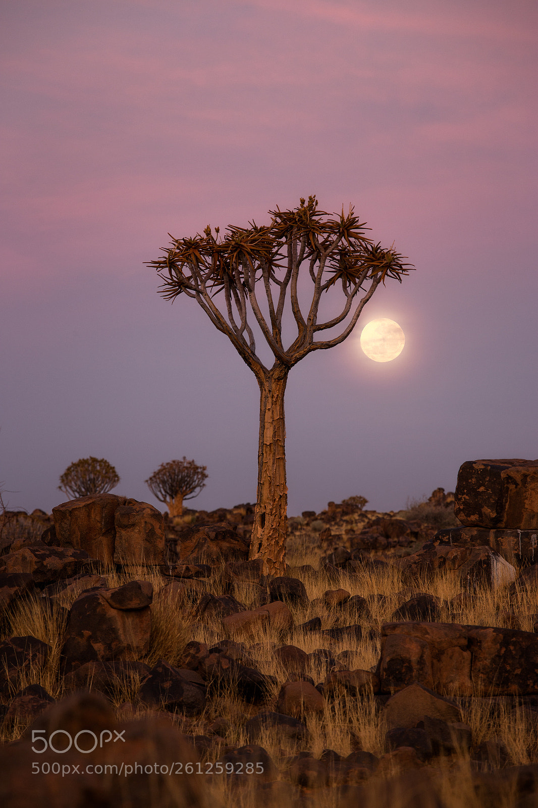Canon EOS 6D sample photo. Quivertree fullmoon photography