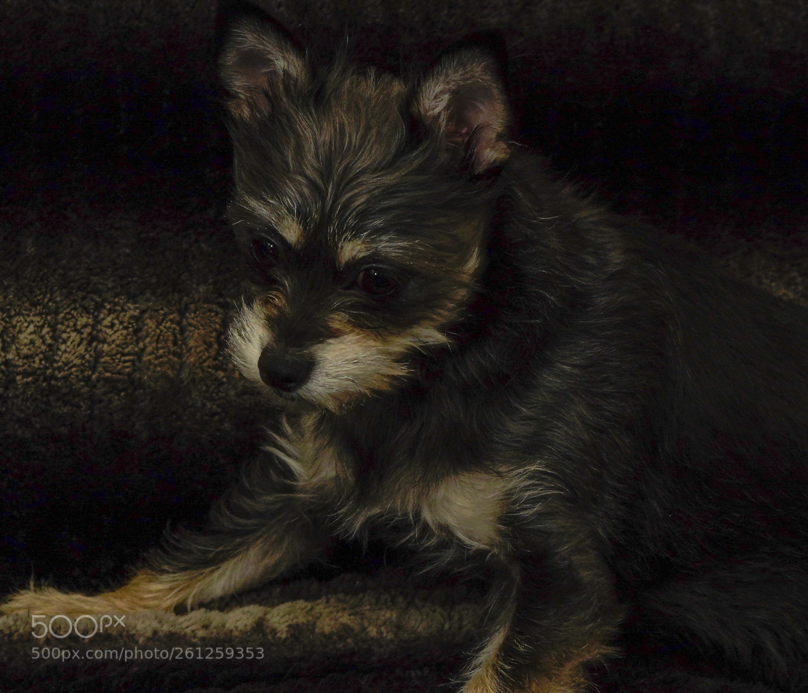 Sony a7R III sample photo. Zoey photography