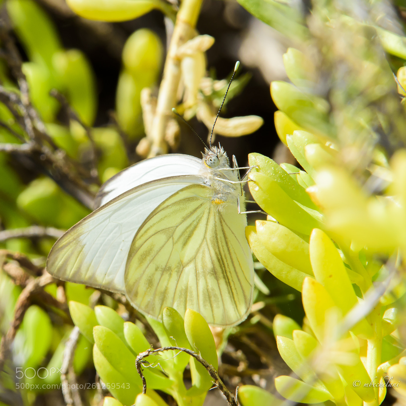 Nikon D810 sample photo. Mbs photography