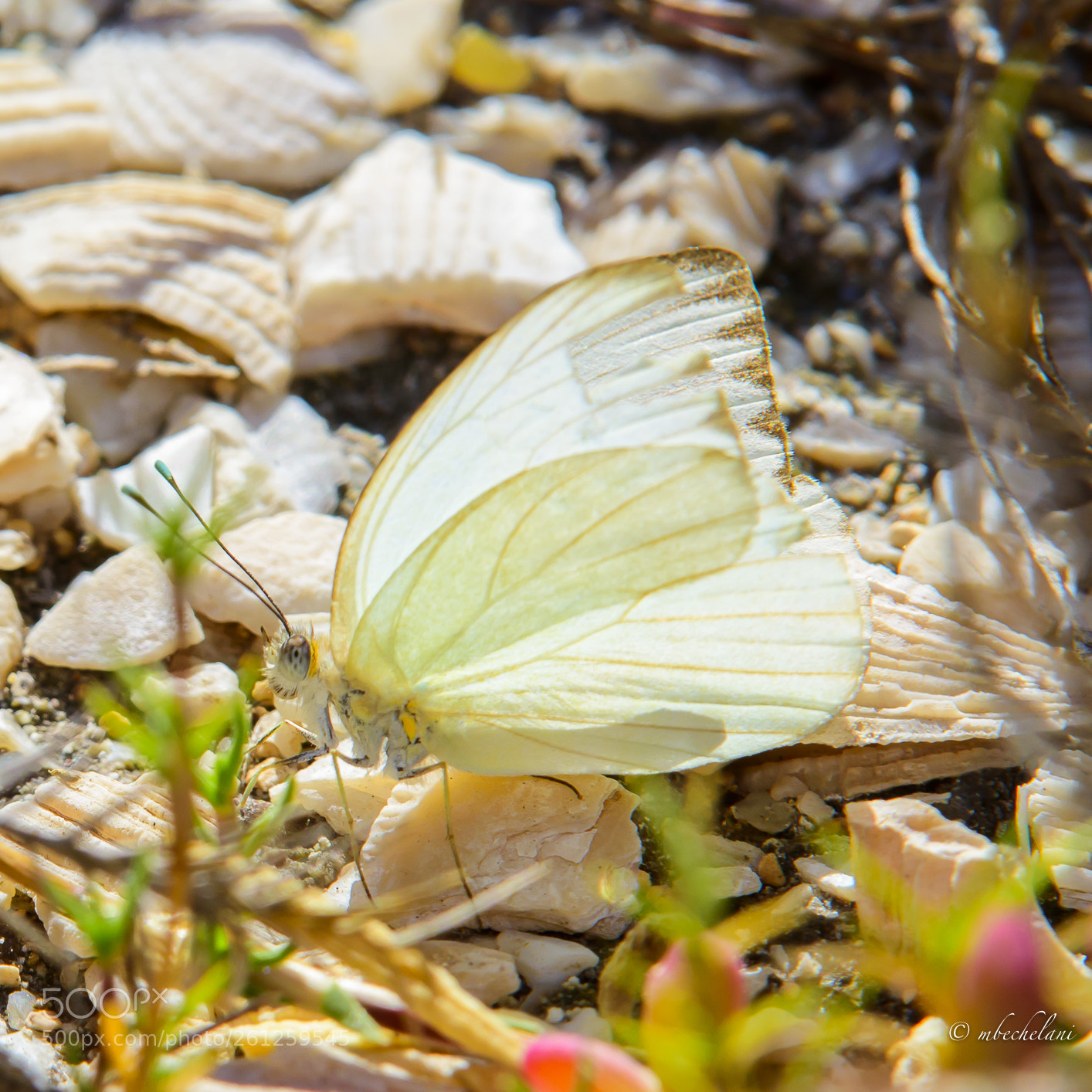 Nikon D810 sample photo. Mbs photography