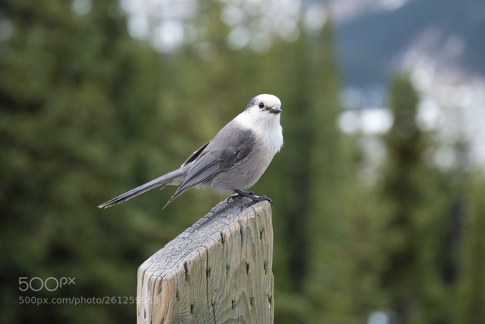 Nikon D610 sample photo. Friendly grey jay photography