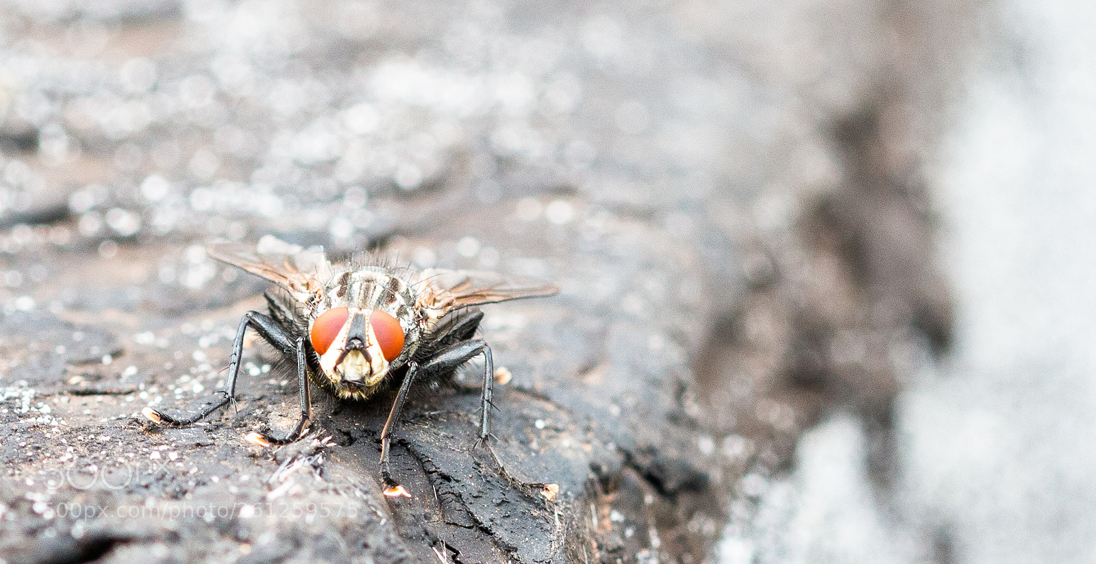 Canon EOS 70D sample photo. Fly photography