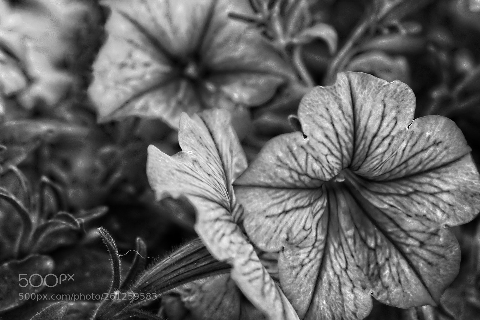 Canon EOS 80D sample photo. Flower b/w photography