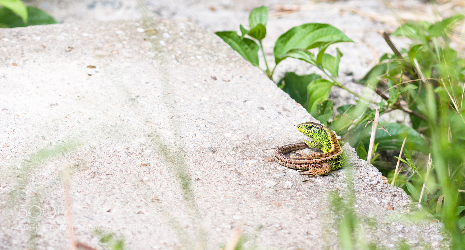 Canon EOS 70D sample photo. Lizard photography