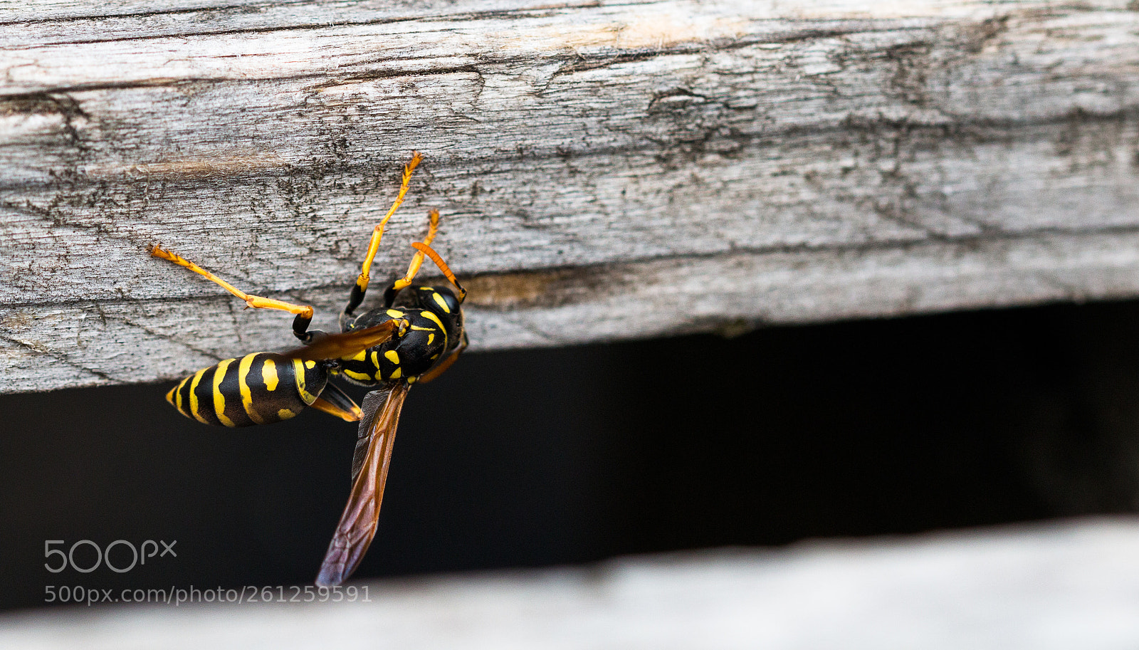 Canon EOS 70D sample photo. Wesp photography