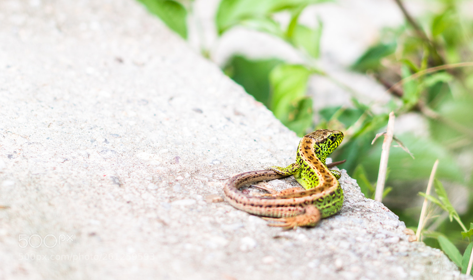 Canon EOS 70D sample photo. Lizard photography
