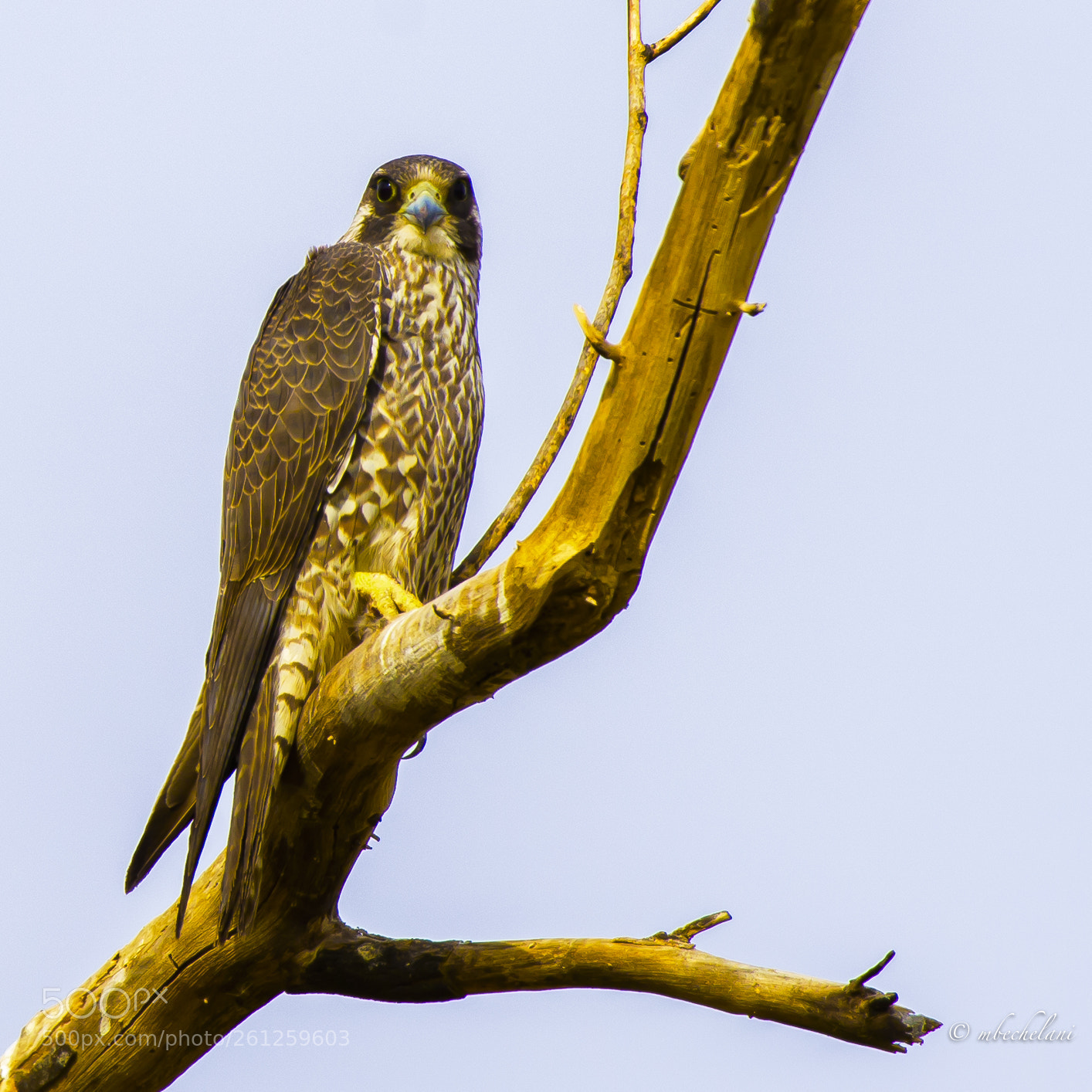 Nikon D810 sample photo. Mbs_3992-2.jpg photography