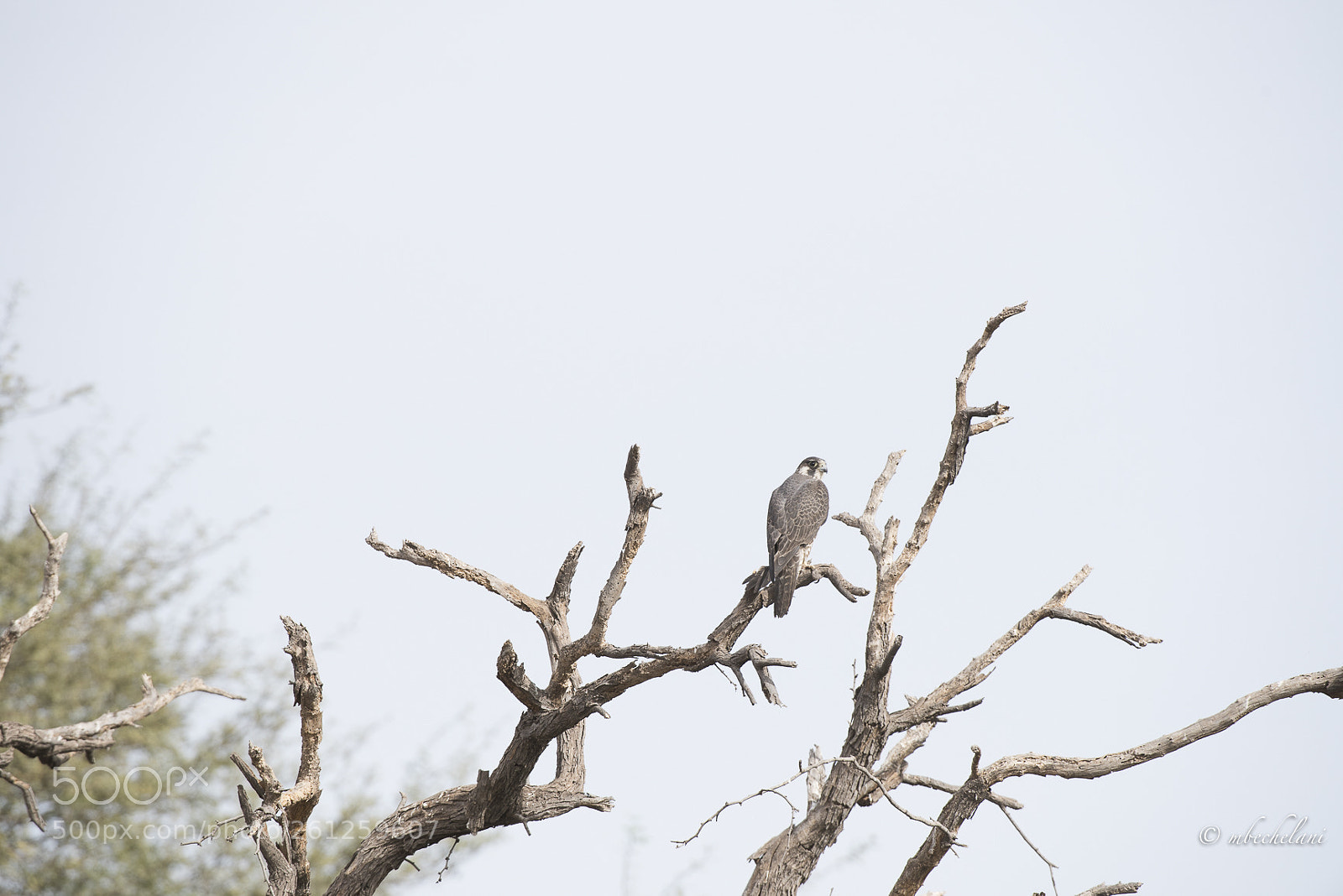 Nikon D810 sample photo. Mbs photography
