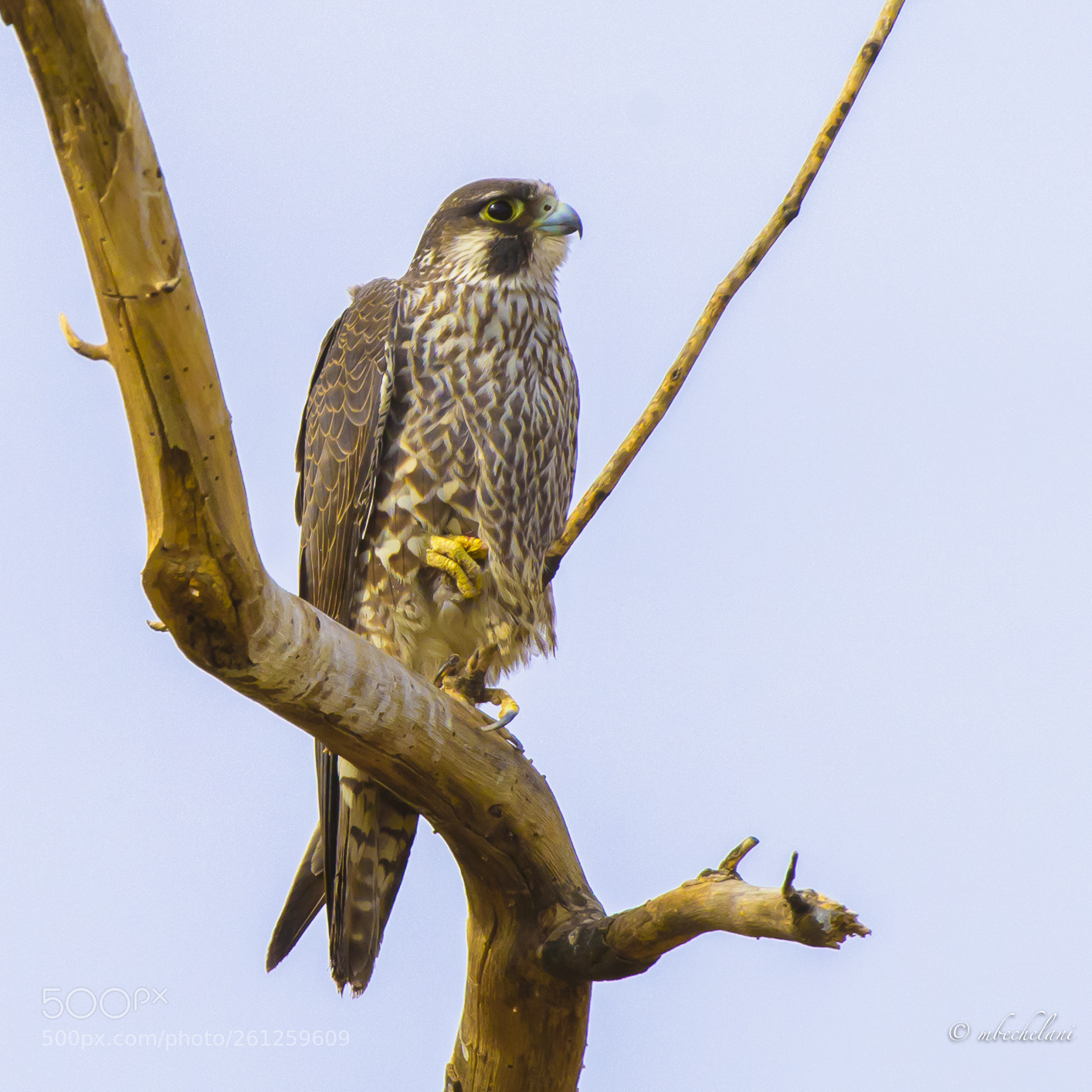 Nikon D810 sample photo. Mbs photography
