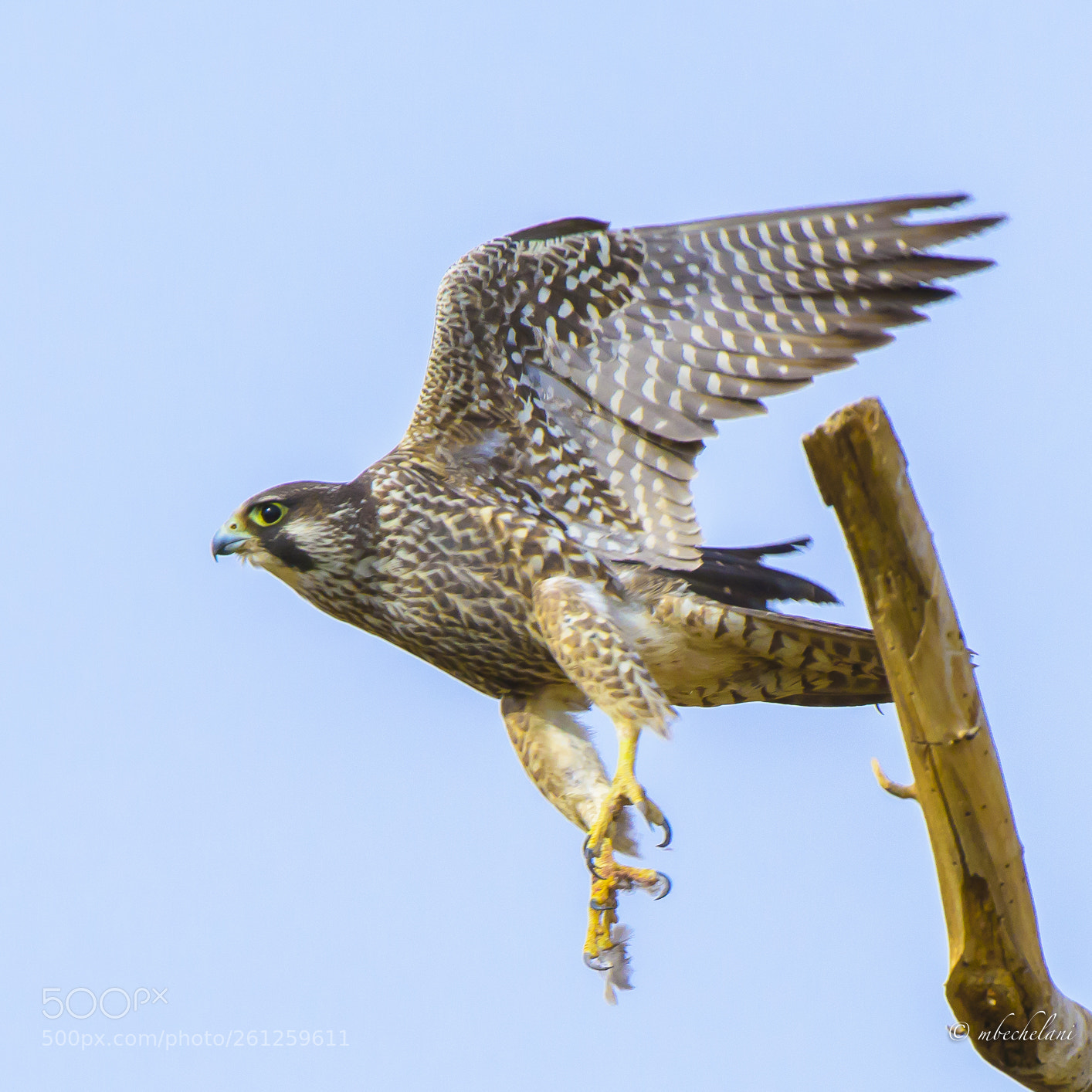 Nikon D810 sample photo. Mbs photography