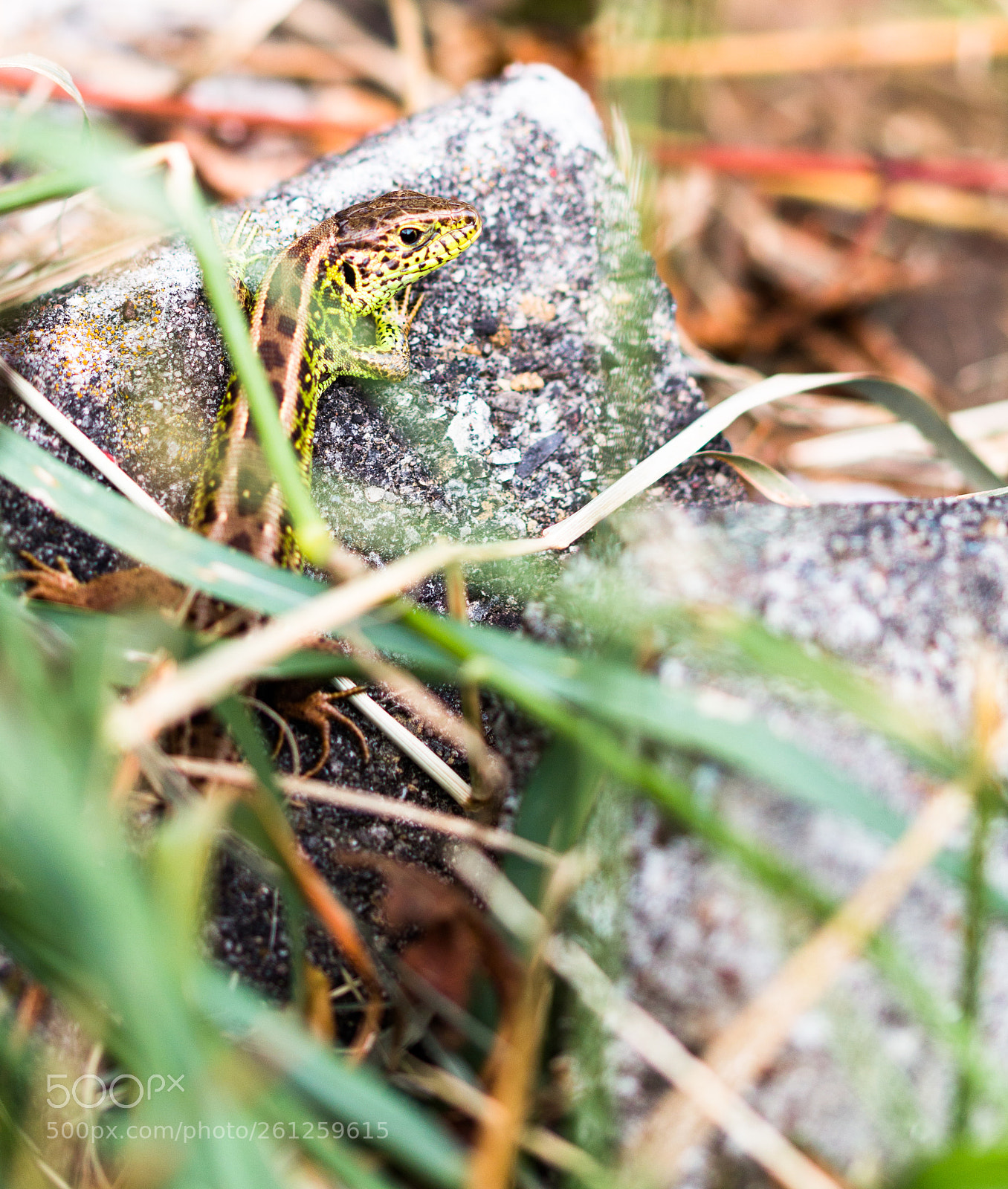 Canon EOS 70D sample photo. Lizard photography
