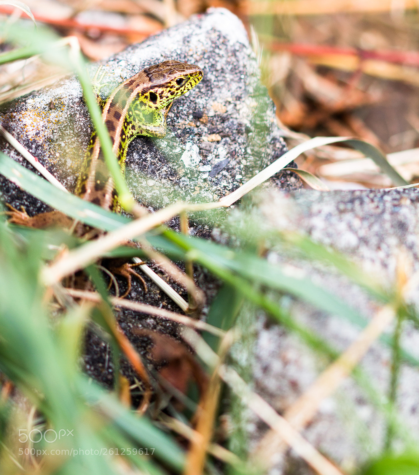 Canon EOS 70D sample photo. Lizard photography