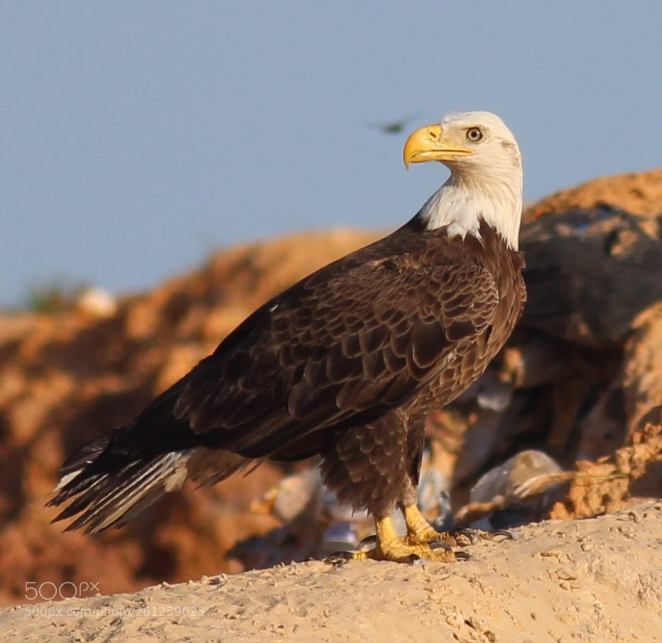 Canon EOS 600D (Rebel EOS T3i / EOS Kiss X5) sample photo. Standing eagle photography