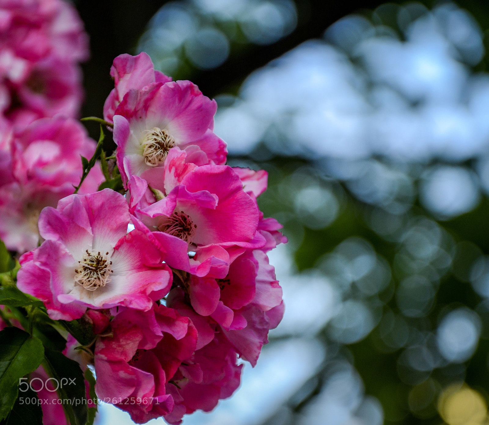 Nikon D7000 sample photo. Flower * photography