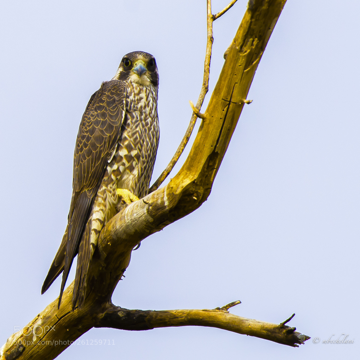 Nikon D810 sample photo. Mbs photography