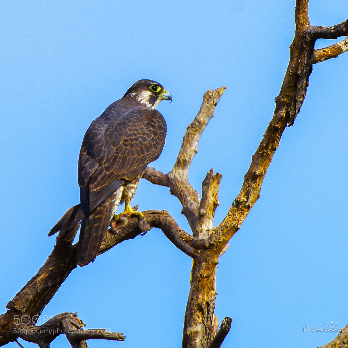 Nikon D810 sample photo. Mbs photography