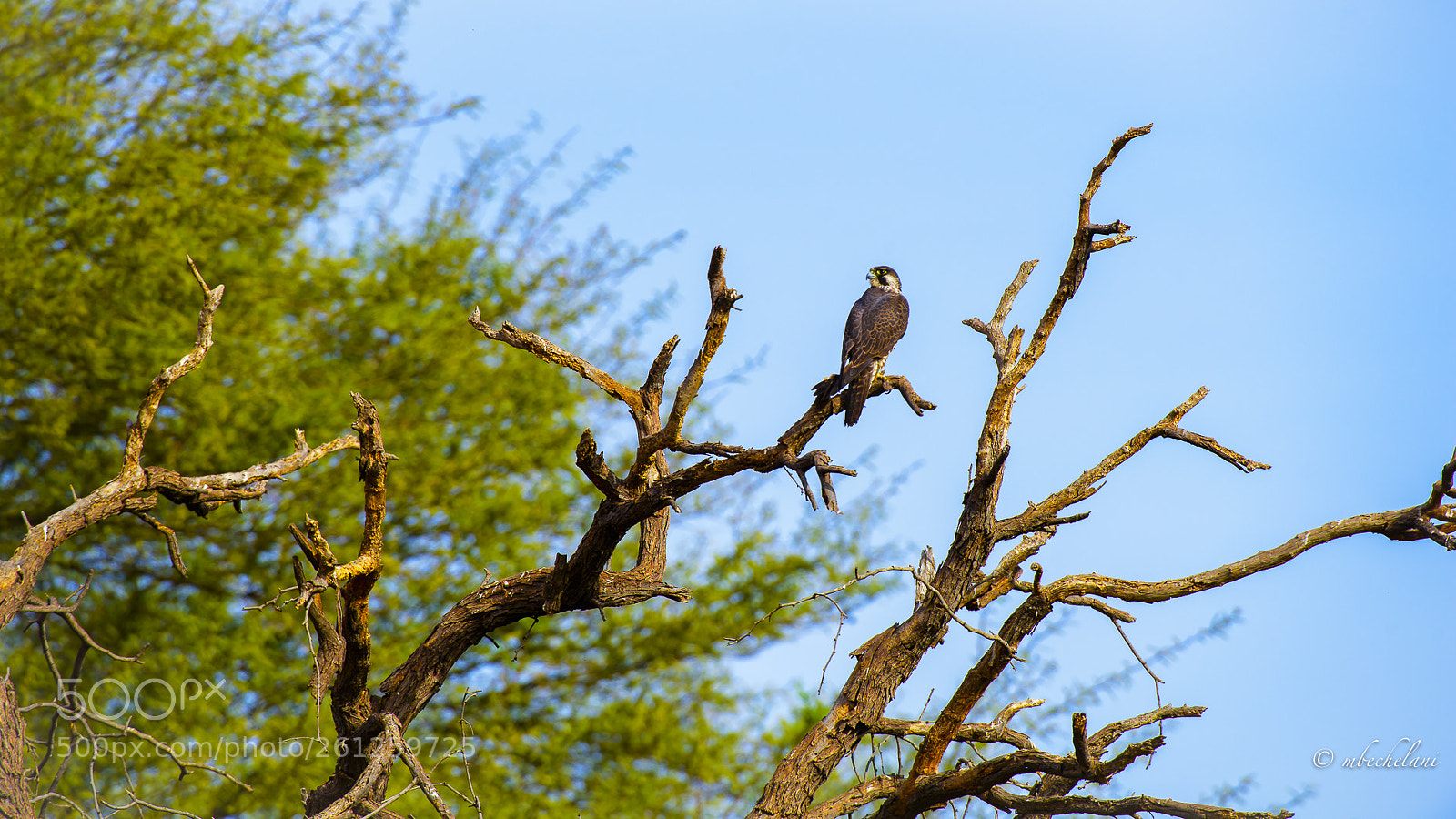 Nikon D810 sample photo. Mbs photography