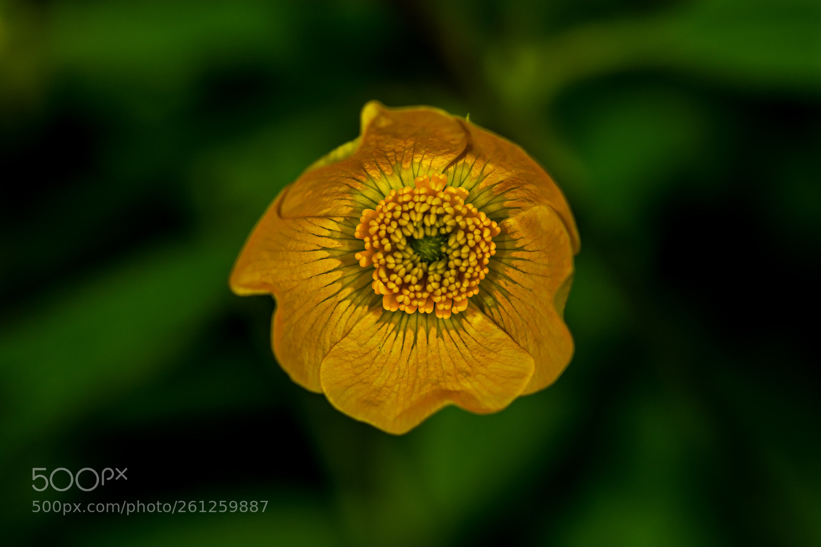 Nikon D7100 sample photo. Day 806 photography