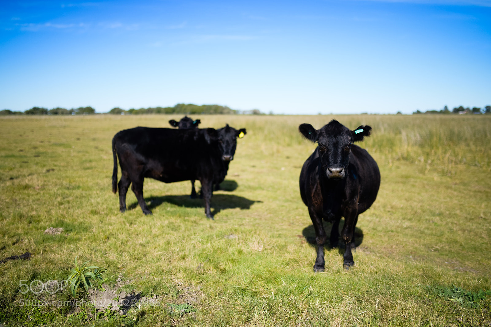 Nikon D850 sample photo. Argentina`cows photography