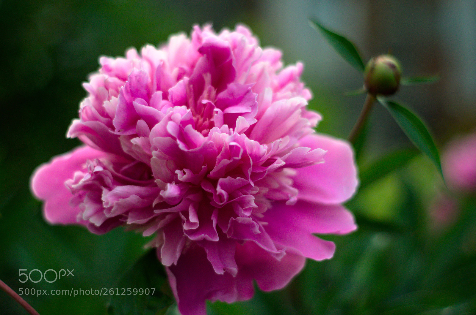 Nikon D5100 sample photo. Pivoines photography