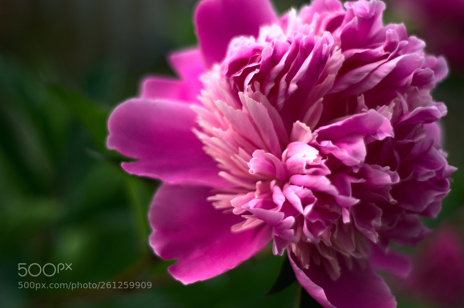 Nikon D5100 sample photo. Pivoines photography