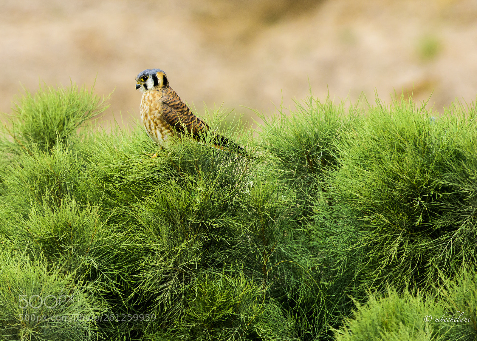 Nikon D810 sample photo. Mbs photography