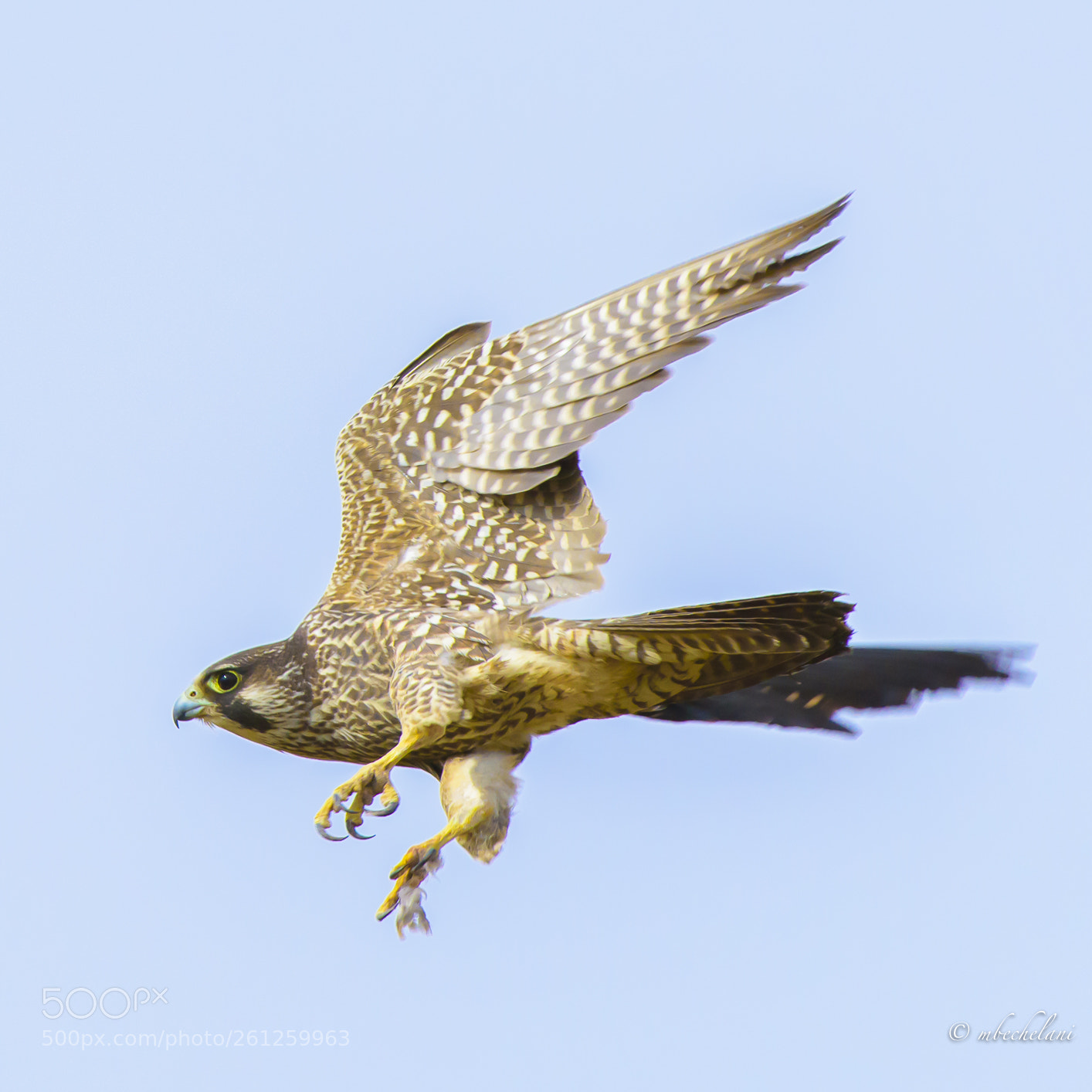 Nikon D810 sample photo. Mbs photography