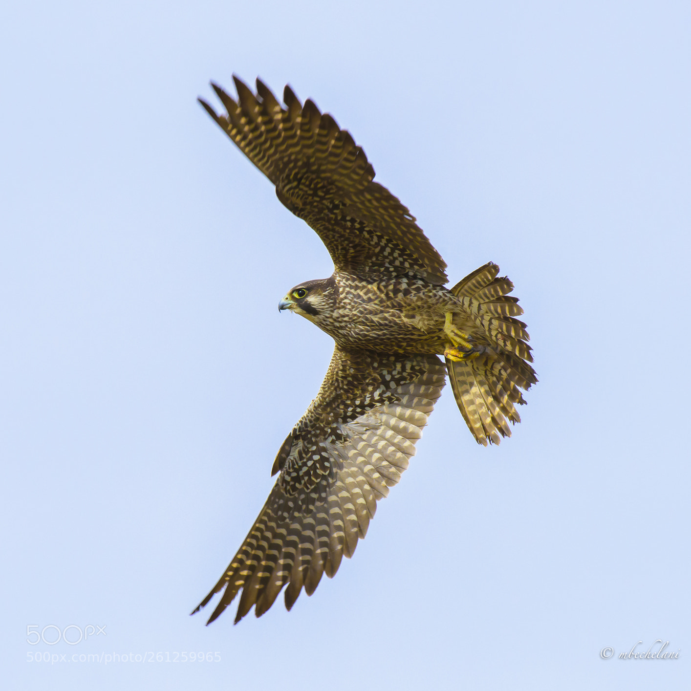 Nikon D810 sample photo. Mbs photography