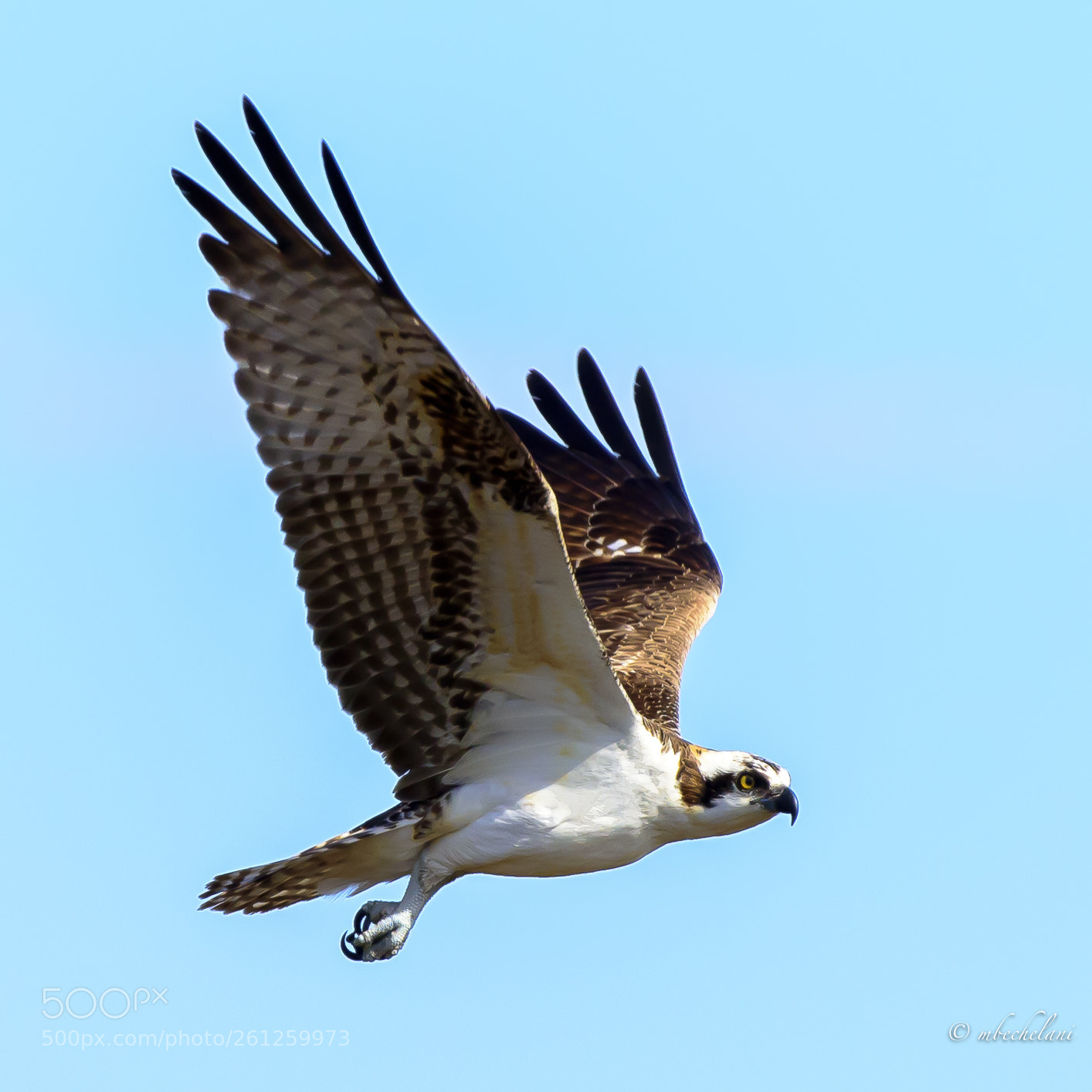 Nikon D810 sample photo. Mbs photography