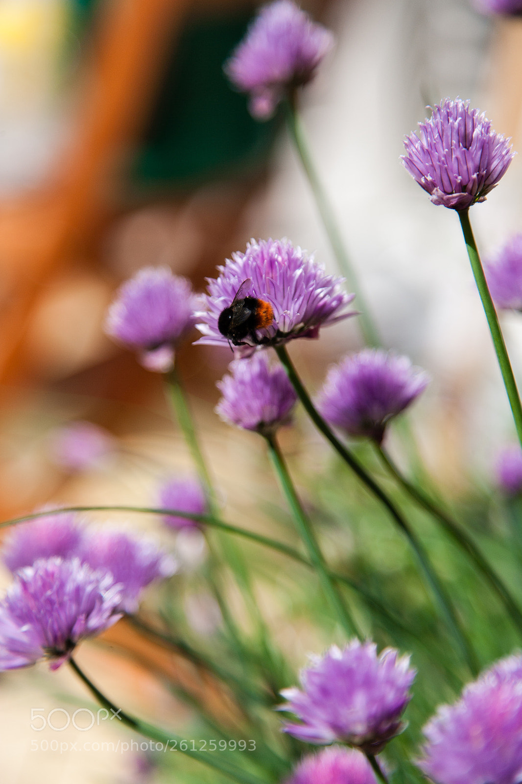 Canon EOS-1Ds Mark II sample photo. Bumblebee. photography
