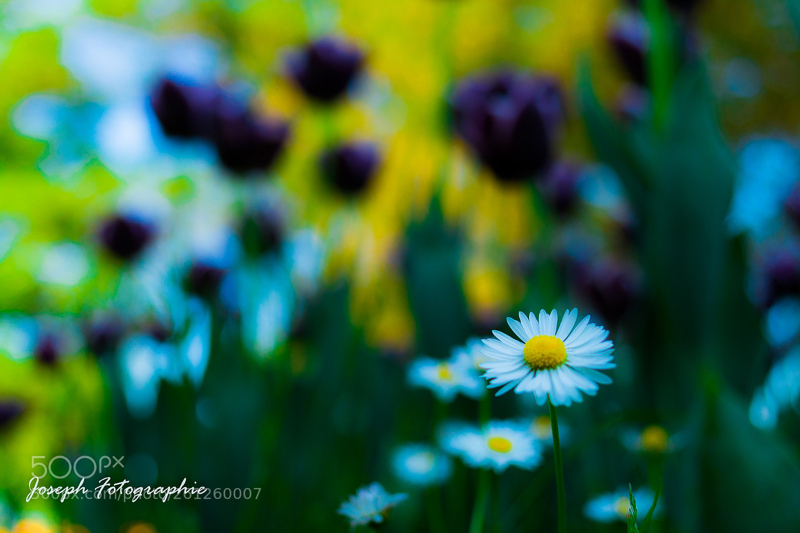 Canon EOS 70D sample photo. Margherita photography