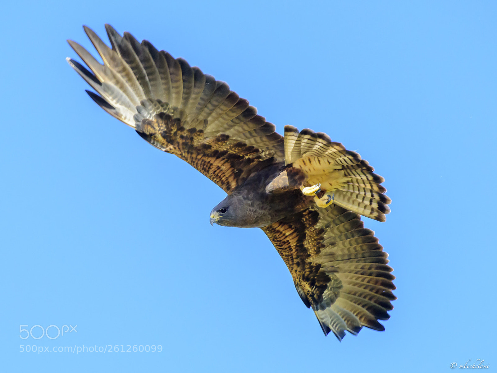 Nikon D810 sample photo. Mbs photography