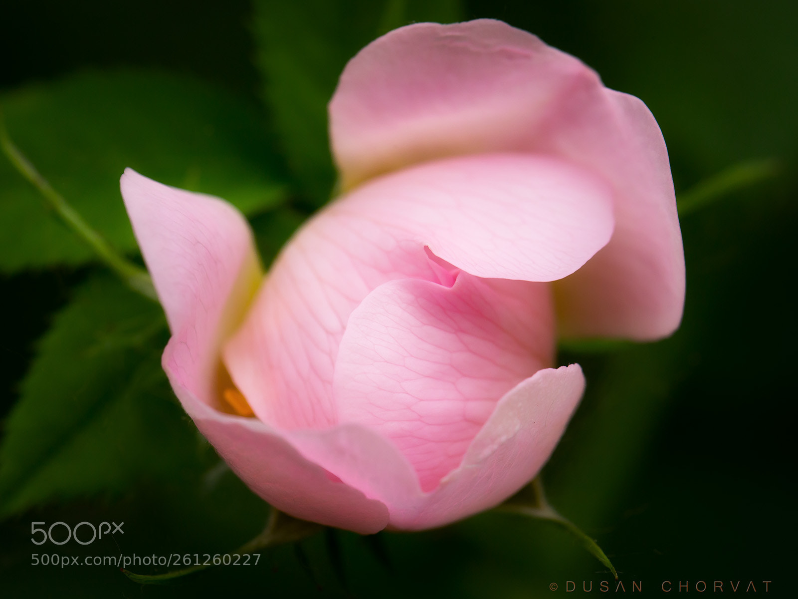 Canon EOS 6D sample photo. Wild rose iii. photography