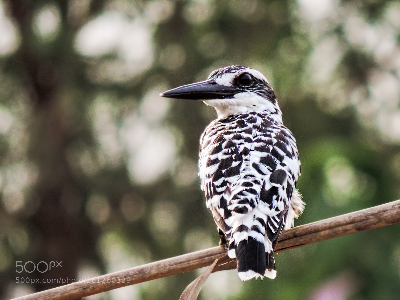 Nikon Coolpix P520 sample photo. Pied kingfisher photography