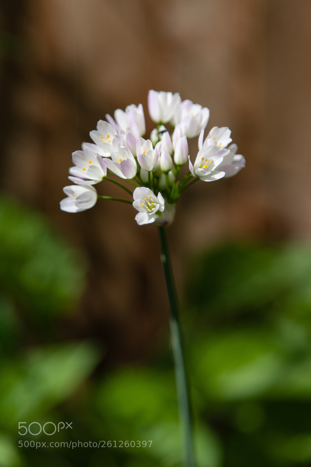Canon EOS-1Ds Mark II sample photo. Alliums come in other photography
