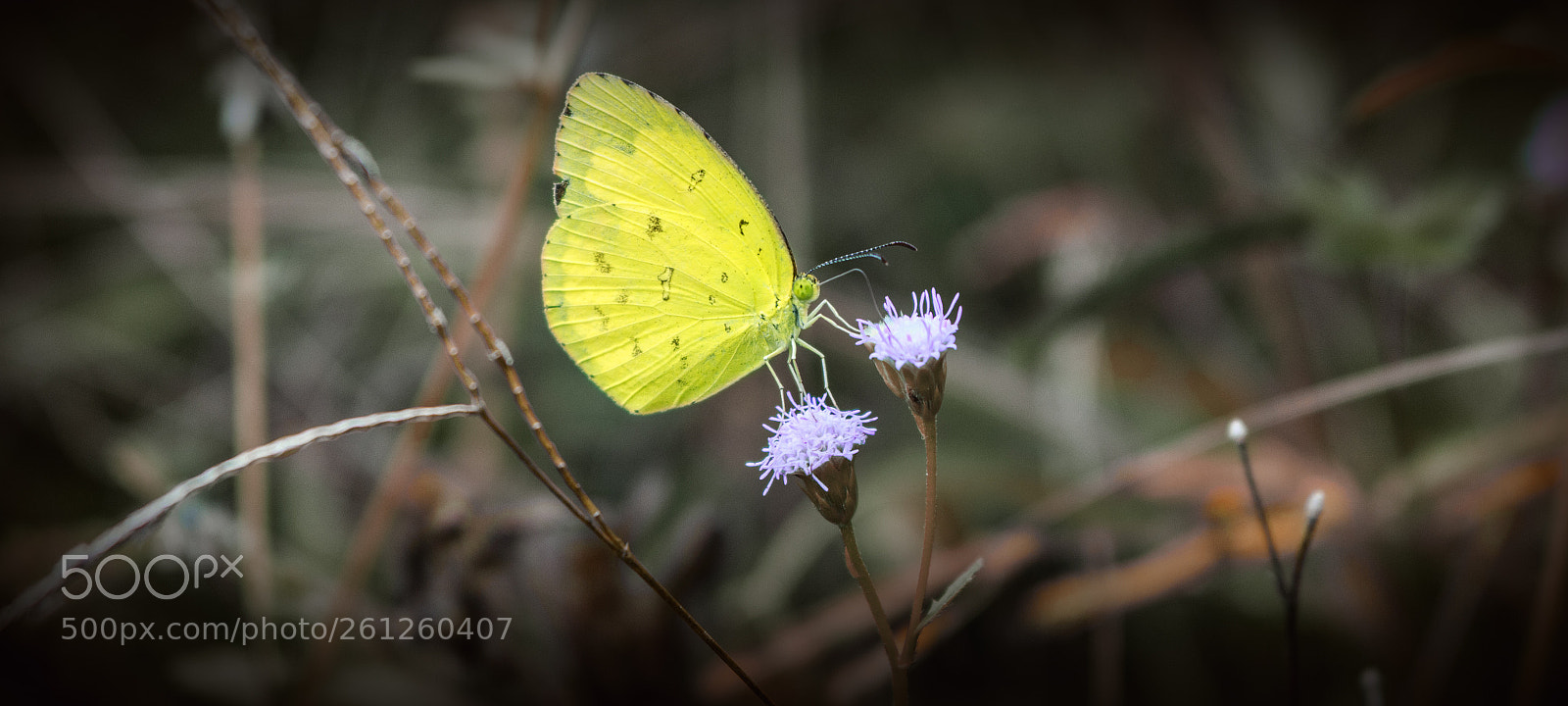 Canon EOS 700D (EOS Rebel T5i / EOS Kiss X7i) sample photo. Untitled photography