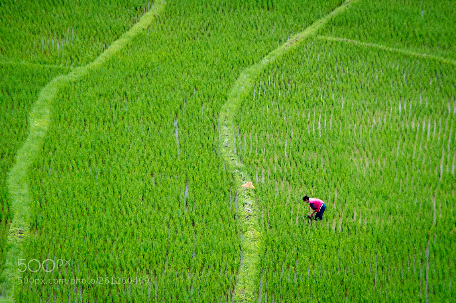 Nikon D3200 sample photo. Rice farmer at kakku photography