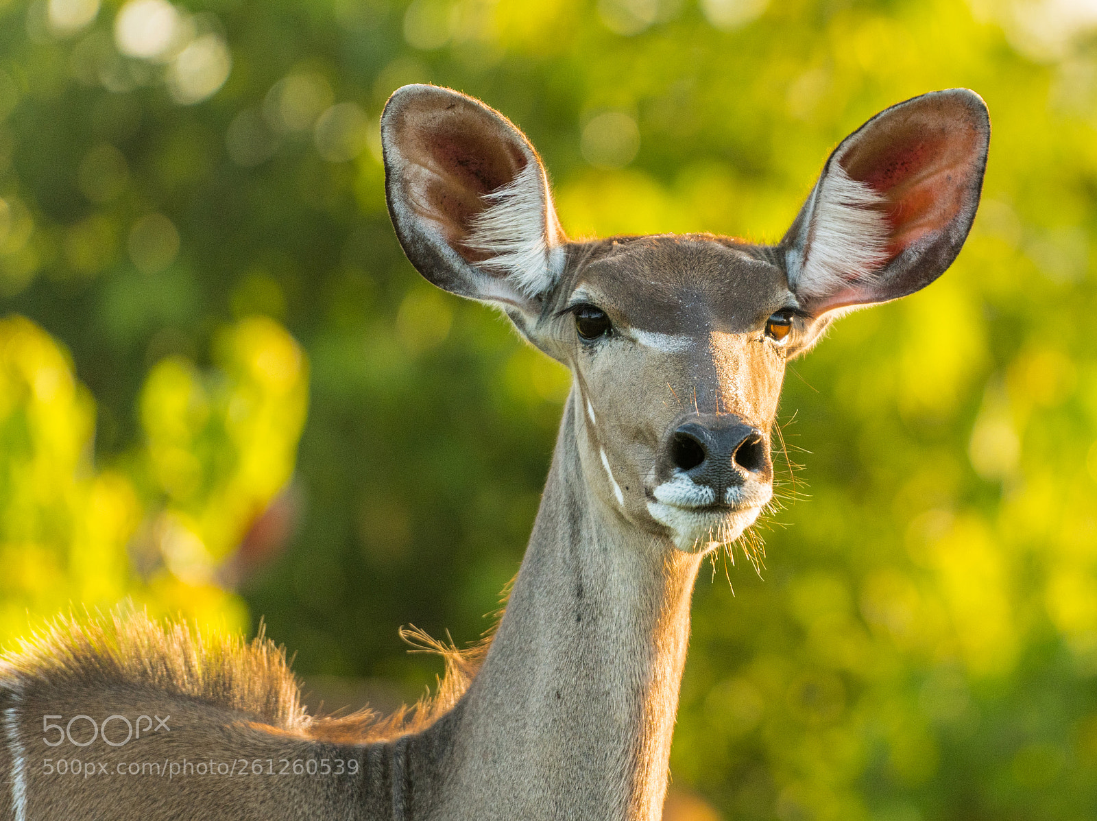 Nikon D500 sample photo. Kudu.jpg photography
