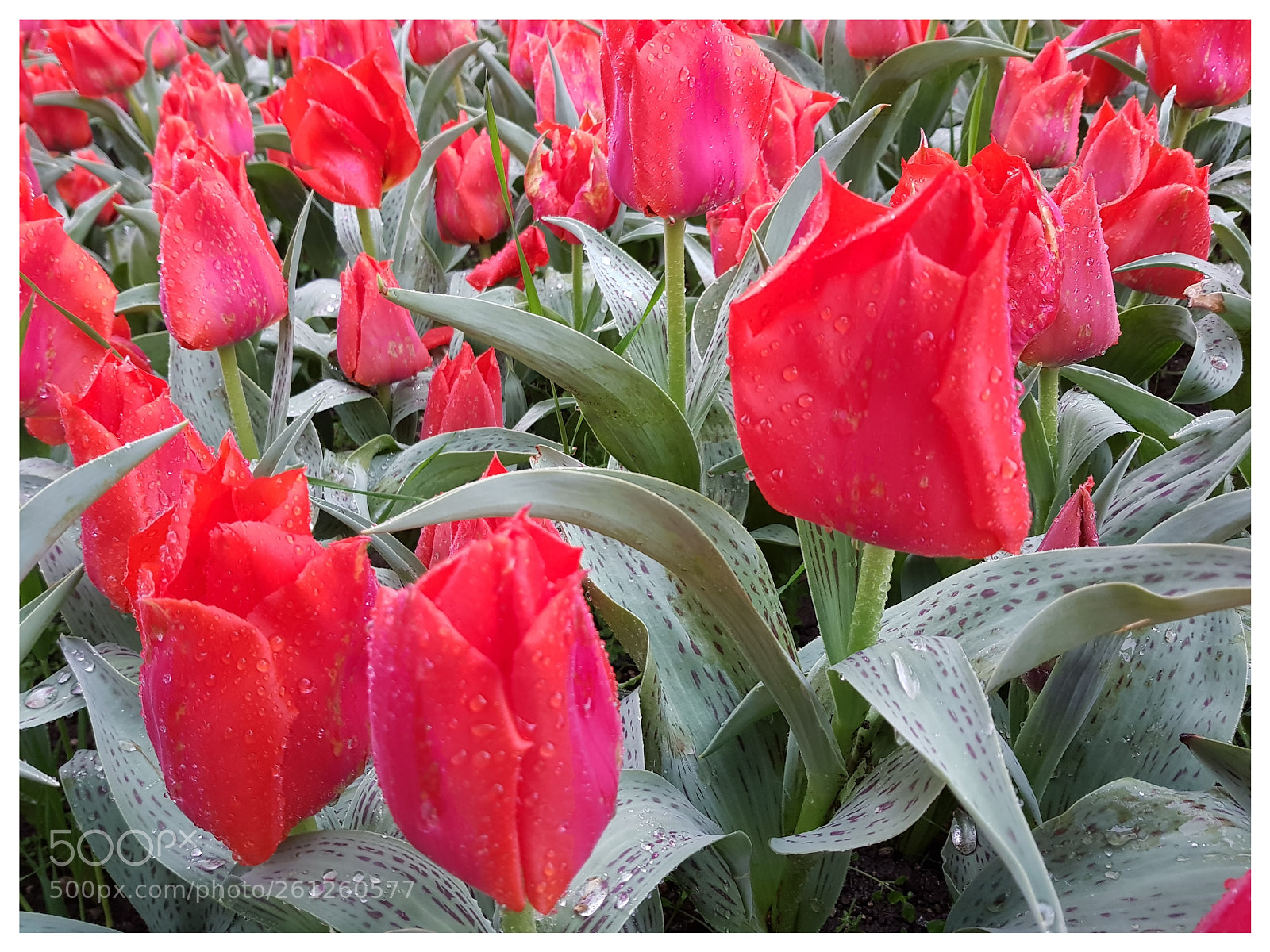 Samsung Galaxy S8 sample photo. Tulips photography