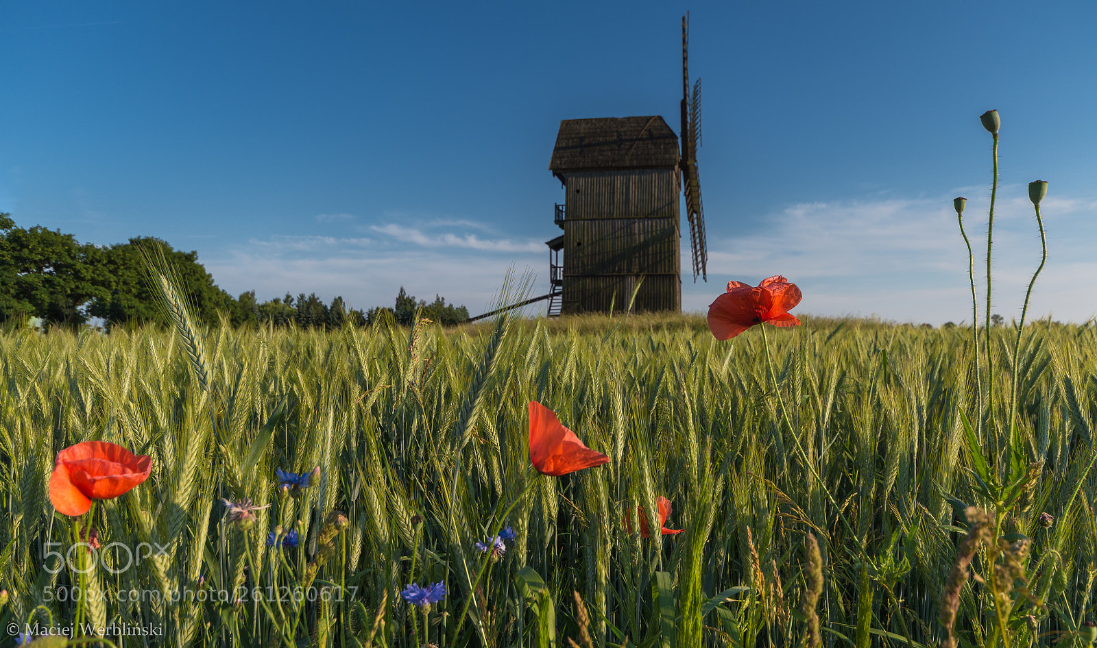 Pentax K-50 sample photo. Poppies and windmill photography