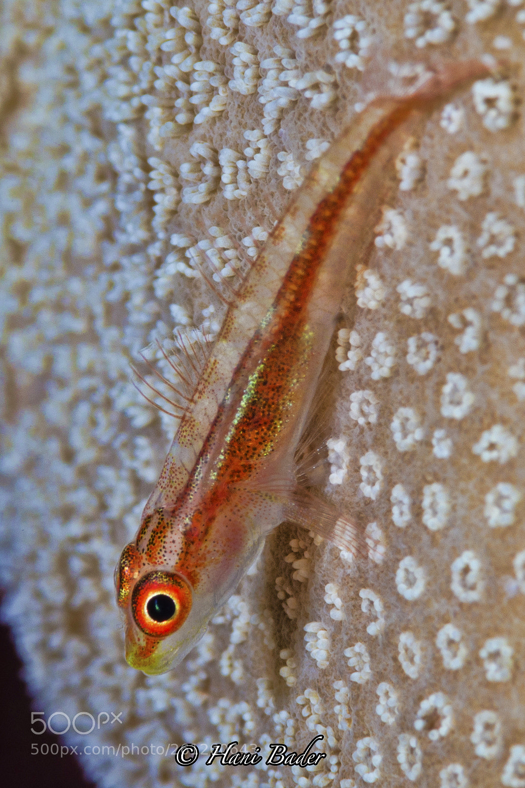 Nikon D7000 sample photo. Untitled photography