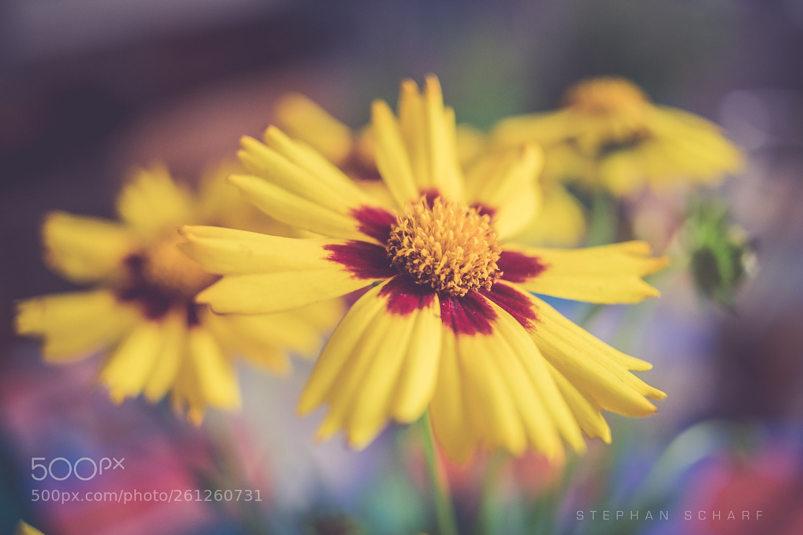 Fujifilm X-T10 sample photo. Flower photography