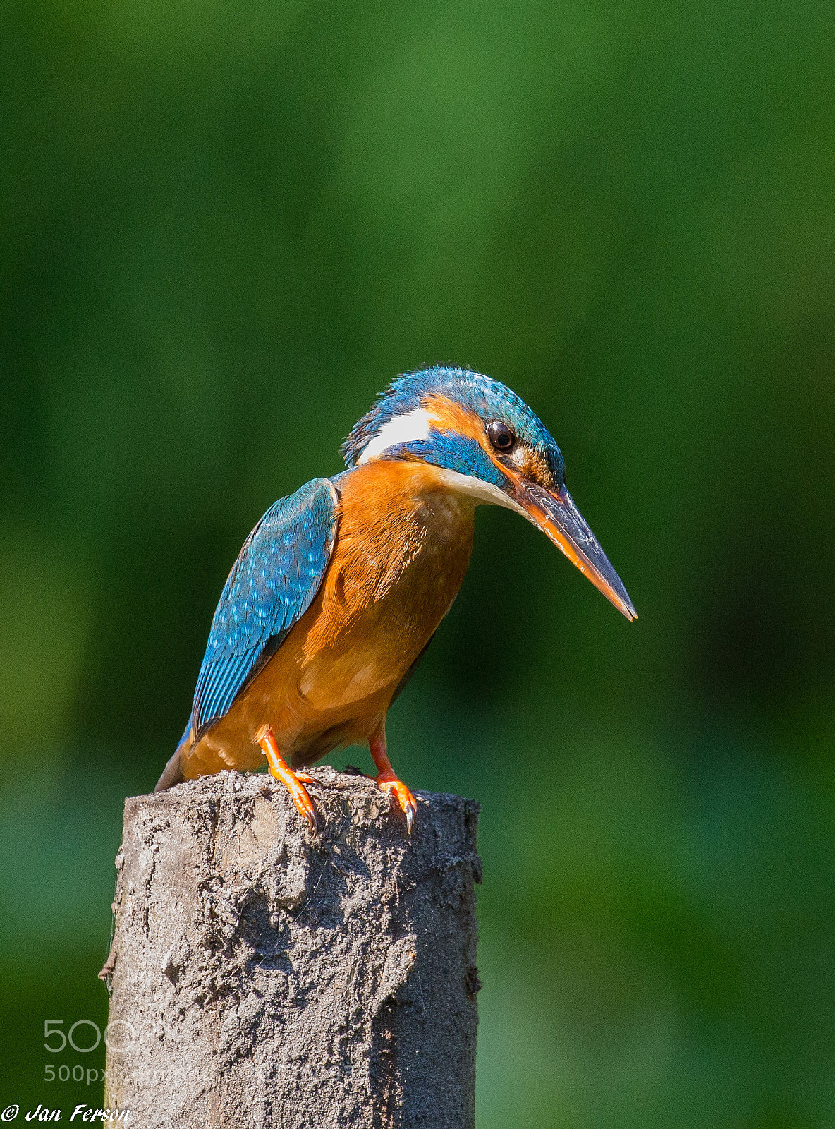 Canon EOS 6D sample photo. Kingfisher ♀ photography