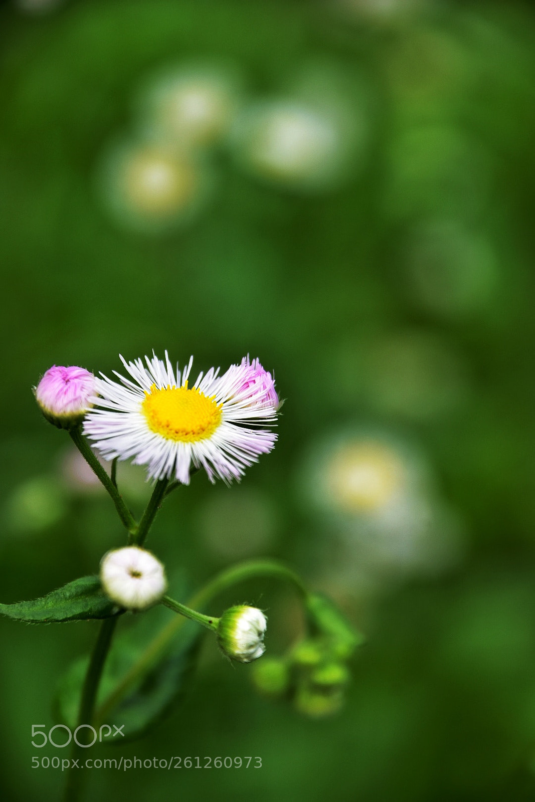Nikon D7200 sample photo. Flower pink ear photography