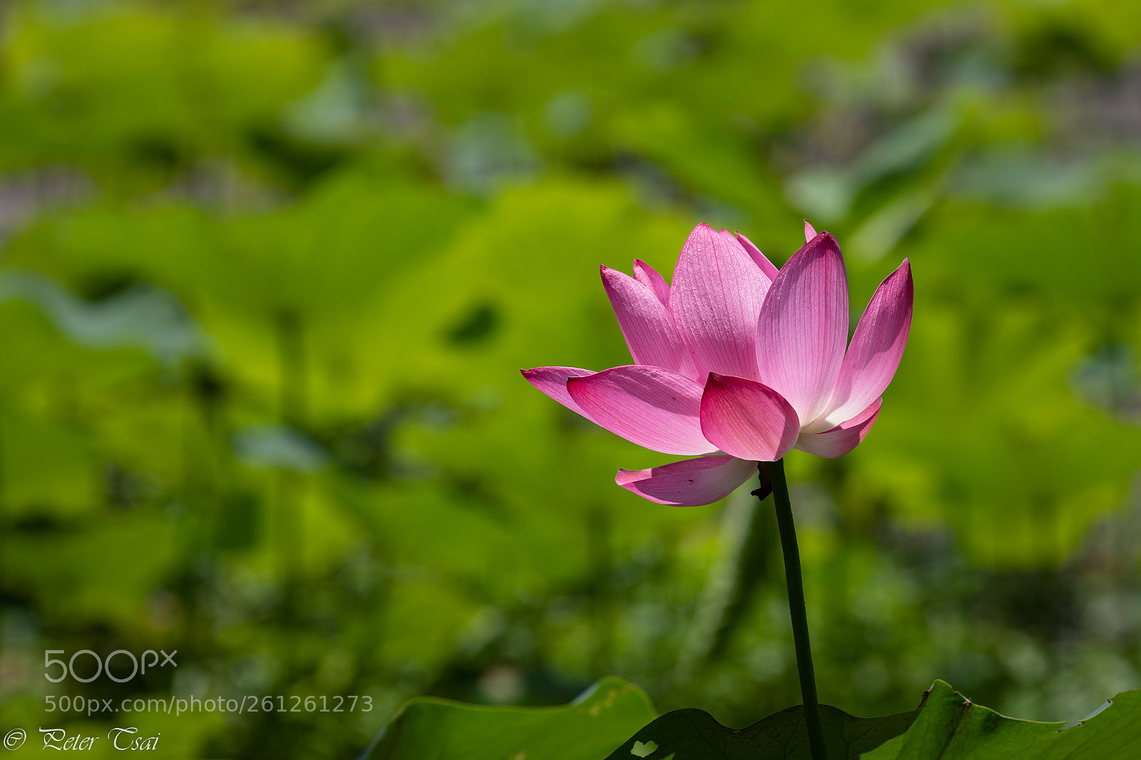 Canon EOS 5D Mark IV sample photo. 蓮花 photography
