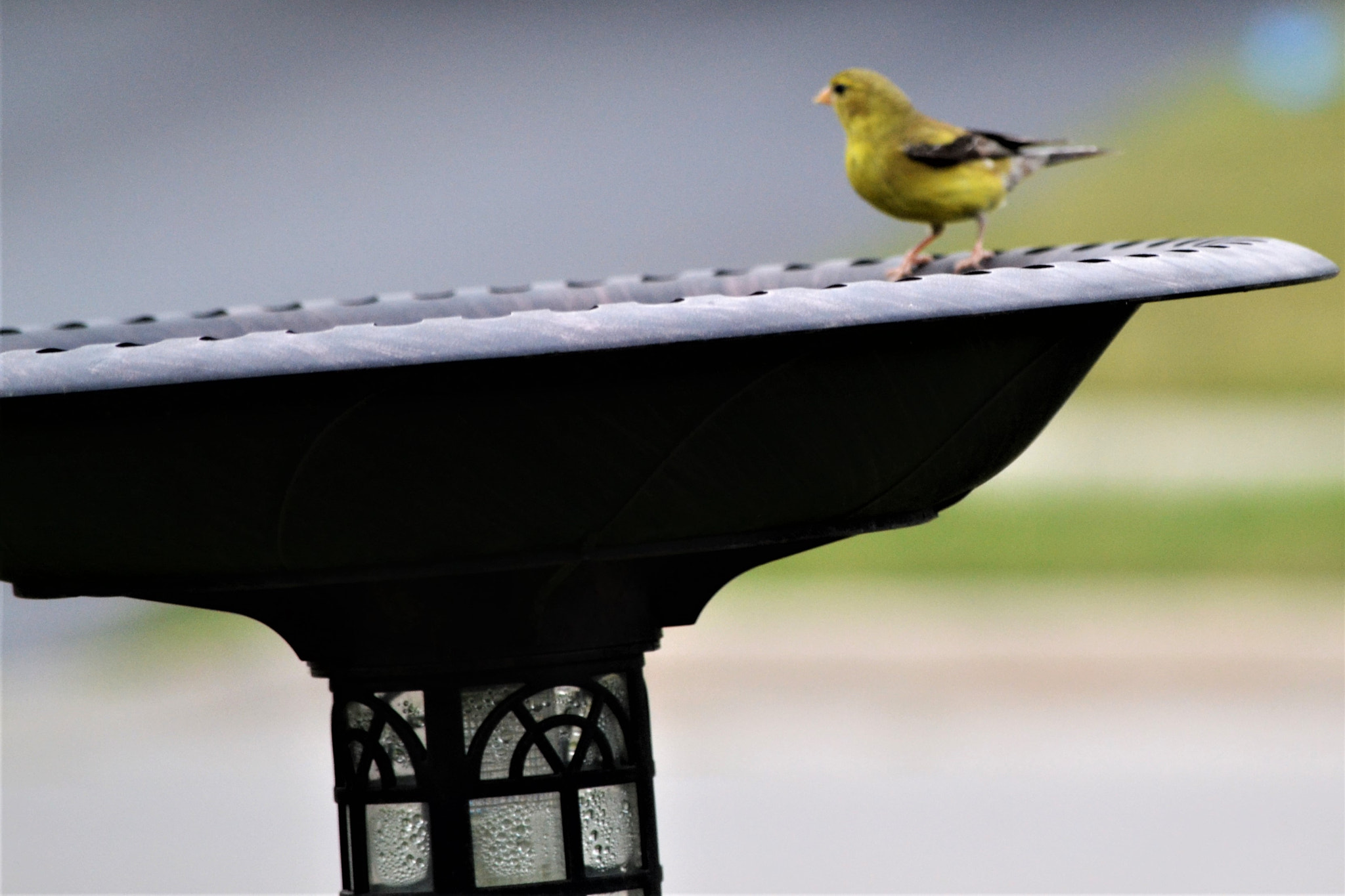 Nikon D3100 sample photo. Yellow bird photography
