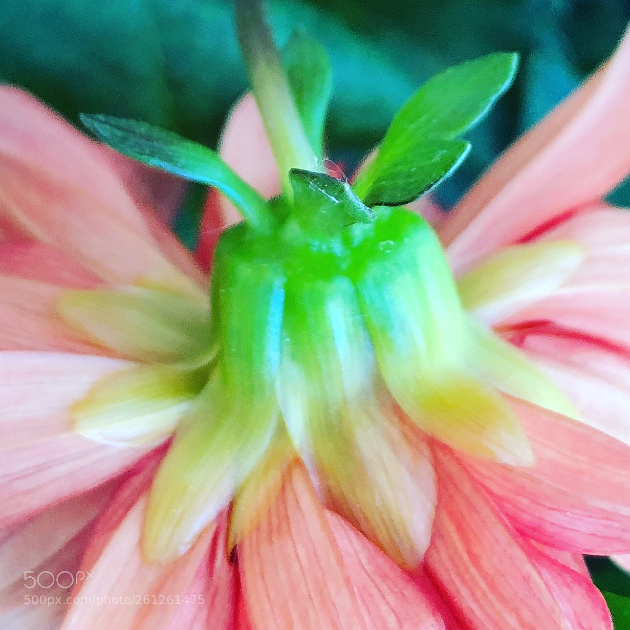 Apple iPhone 8 Plus sample photo. Macro flower photography