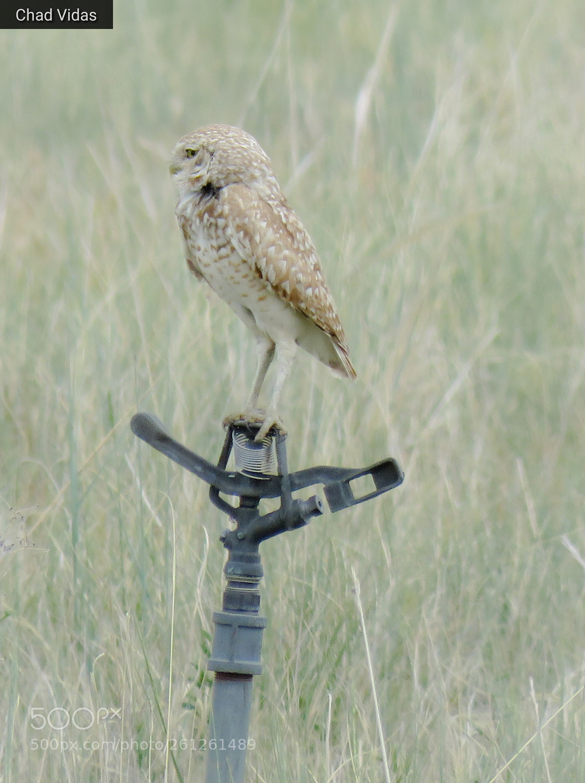 Canon PowerShot SX60 HS sample photo. Burrowing owl photography