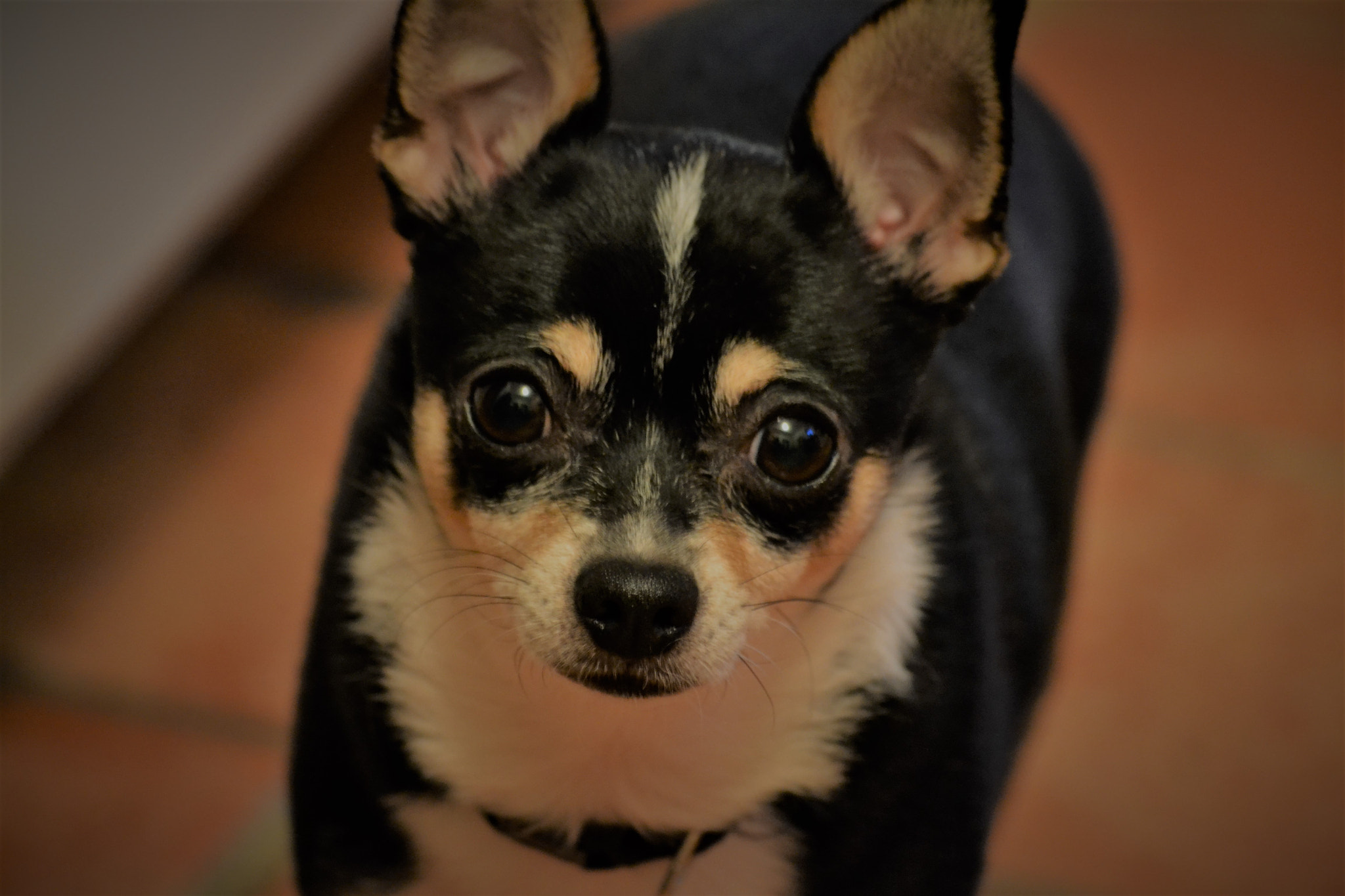 Nikon D3100 sample photo. Tiny dog photography
