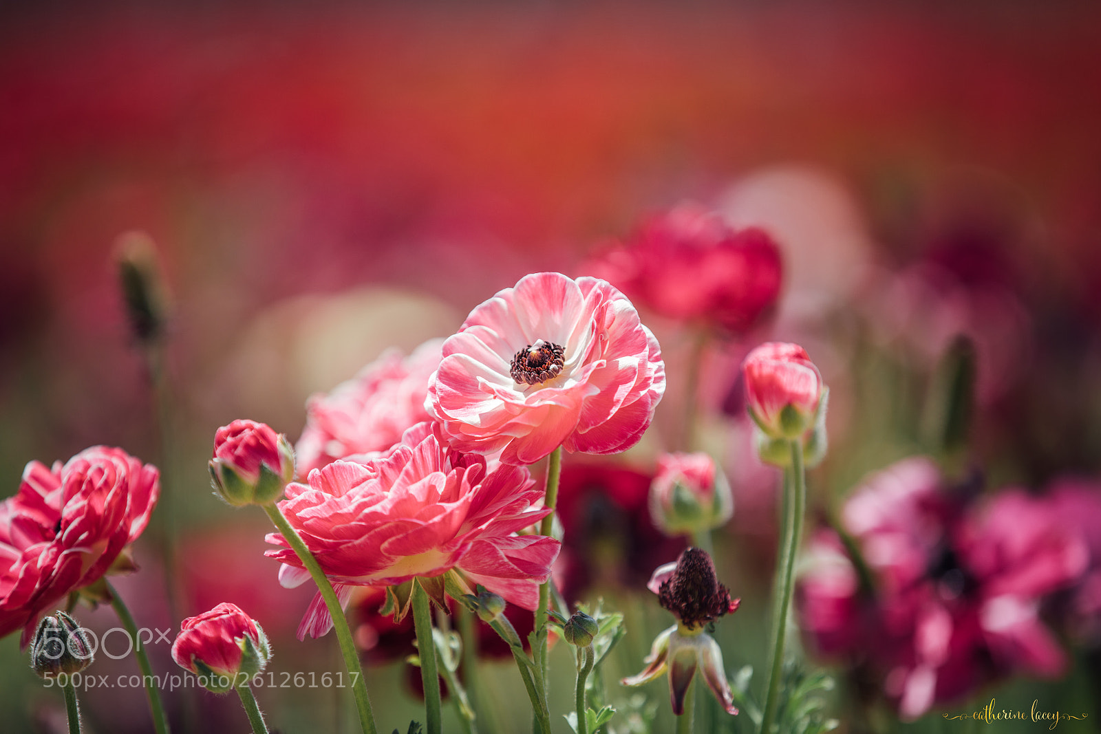 Canon EOS 5D Mark IV sample photo. Ranunculus in the sun photography